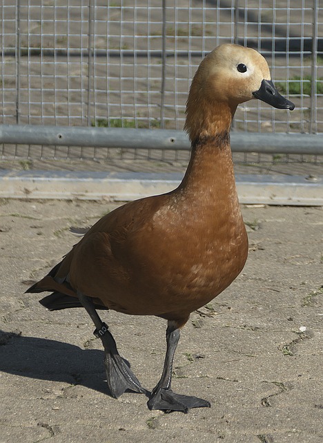 是她们能够
